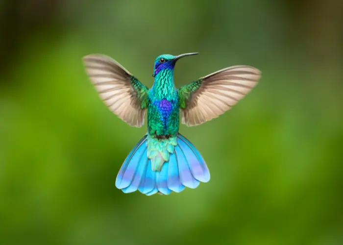 the hummingbird floating in air