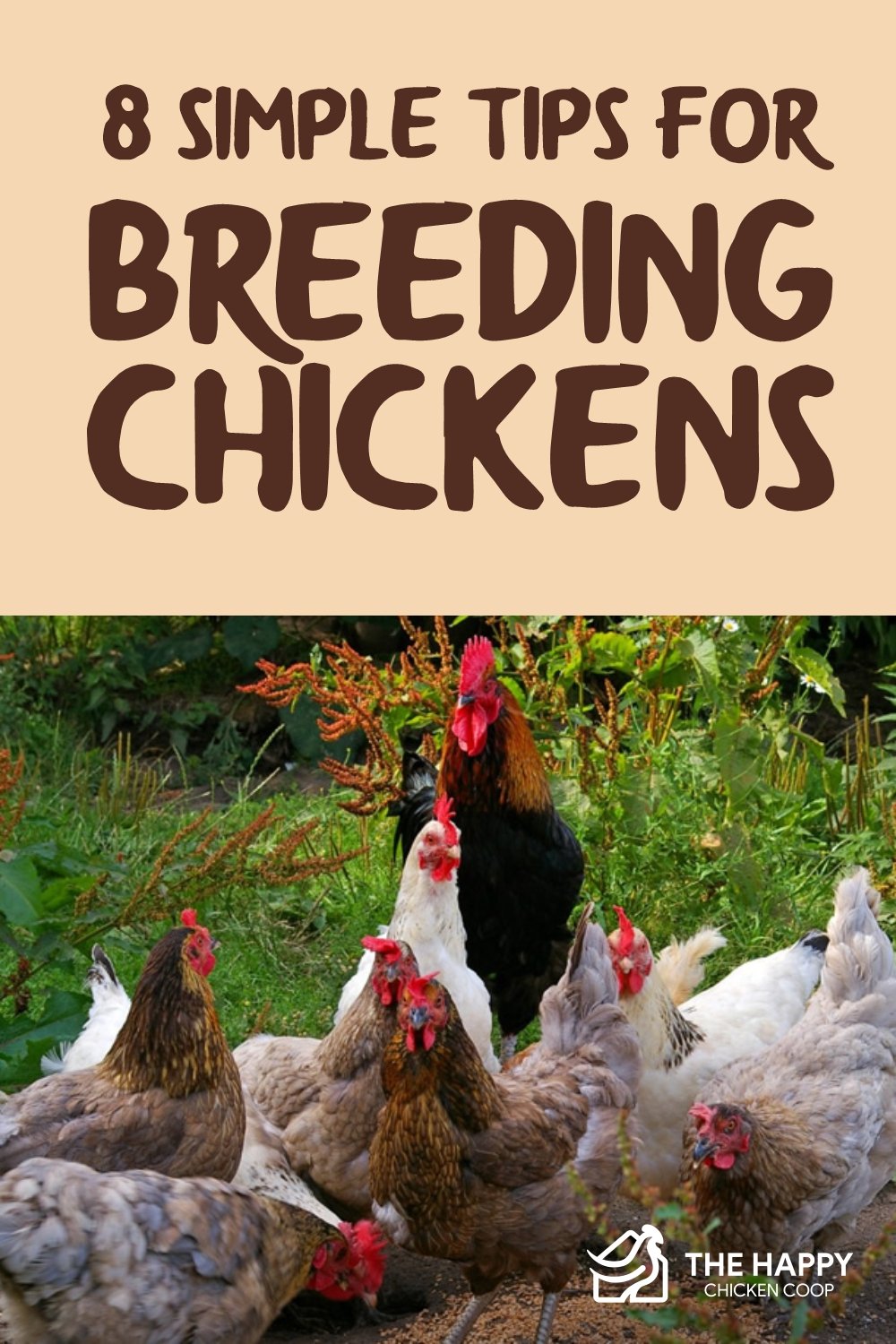 8 Simple Tips for Breeding Chickens