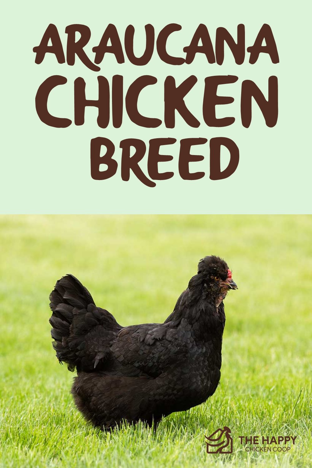 Araucana chicken breed