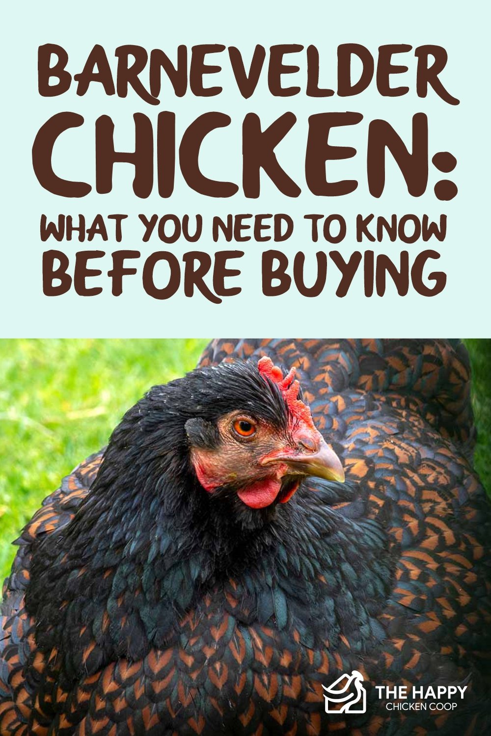 Barnevelder Chicken What You Need To Know Before Buying