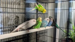 Best Bird Cages