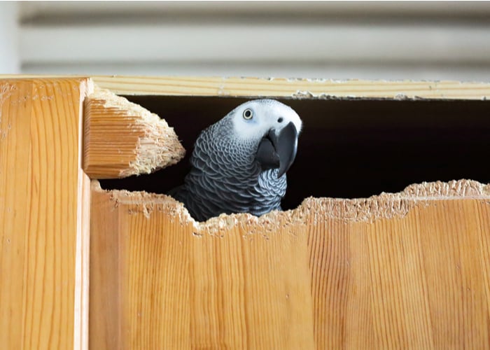 Bird's destructive tendency beginner bird owners should know about