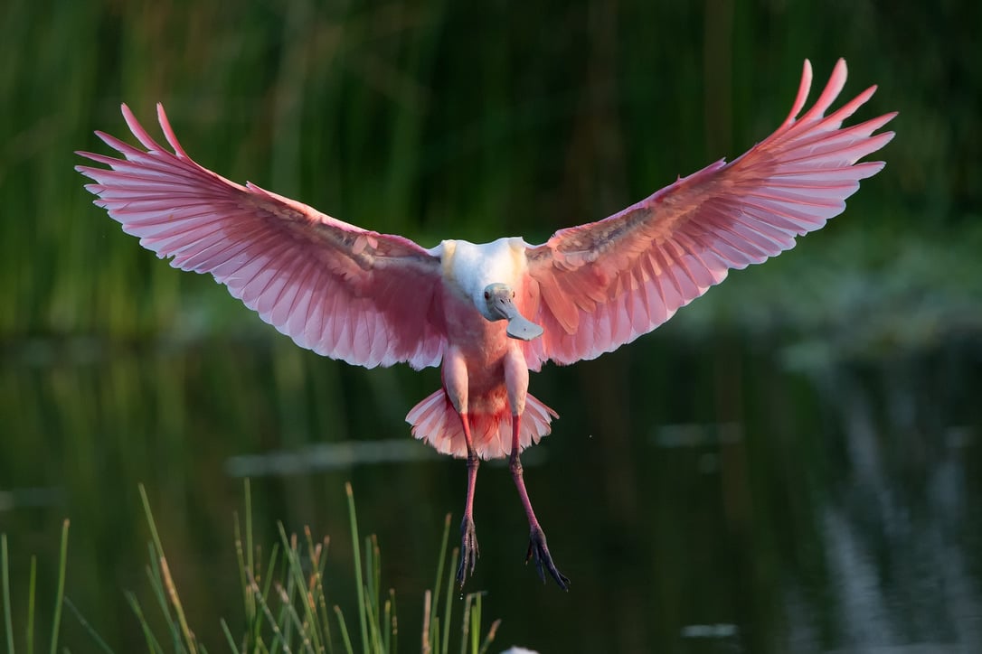photographing birds