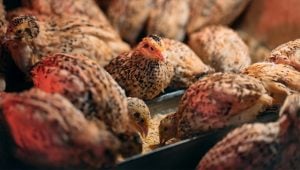 Feed for quails