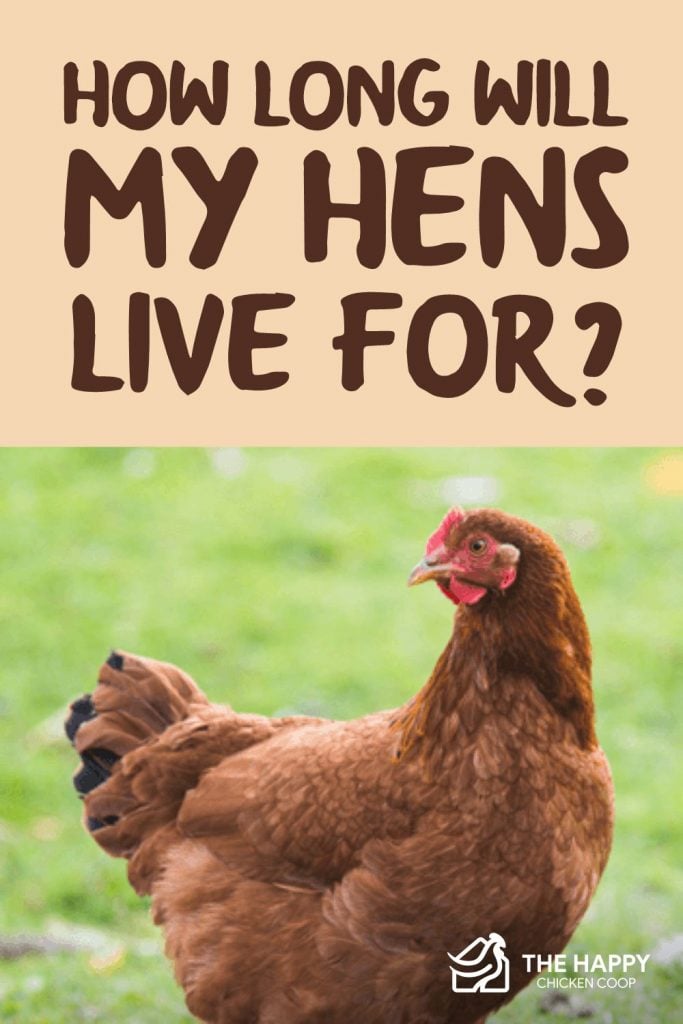 How Long Will My Hens Live For