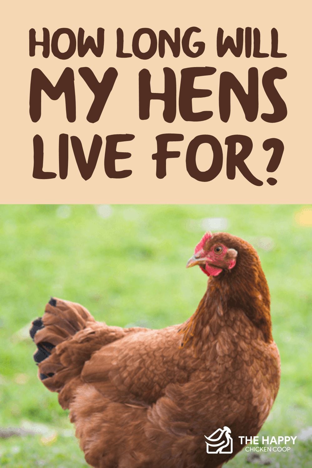 How Long Will My Hens Live For? The Happy Chicken