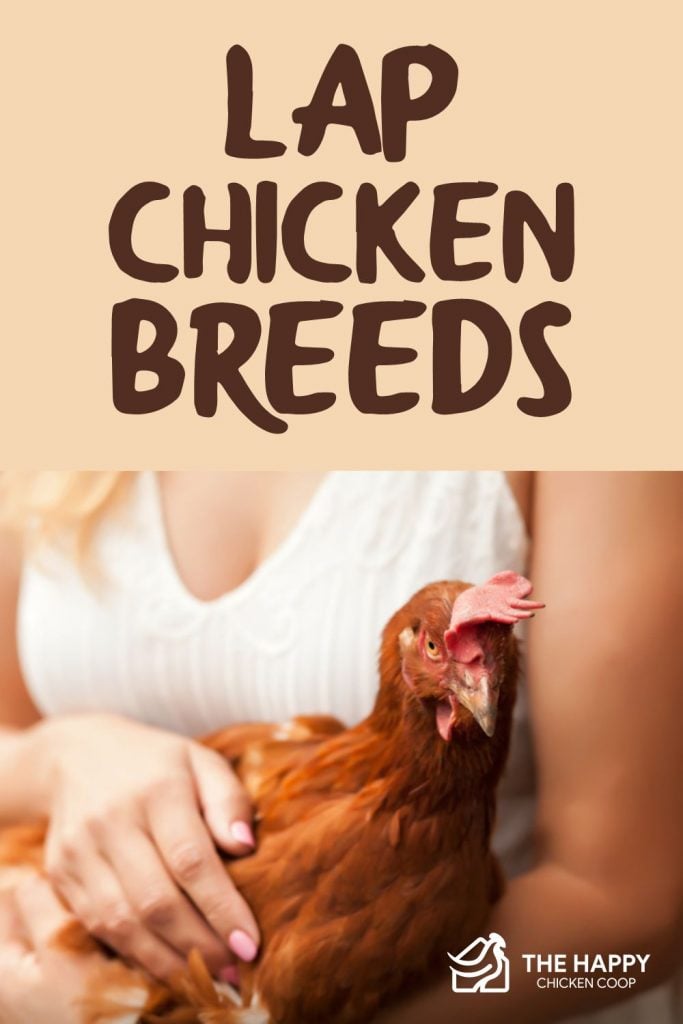 Lap Chicken Breeds