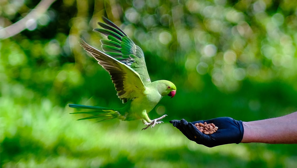 Can Parrots Eat Noodles Can Parrots Eat Noodles