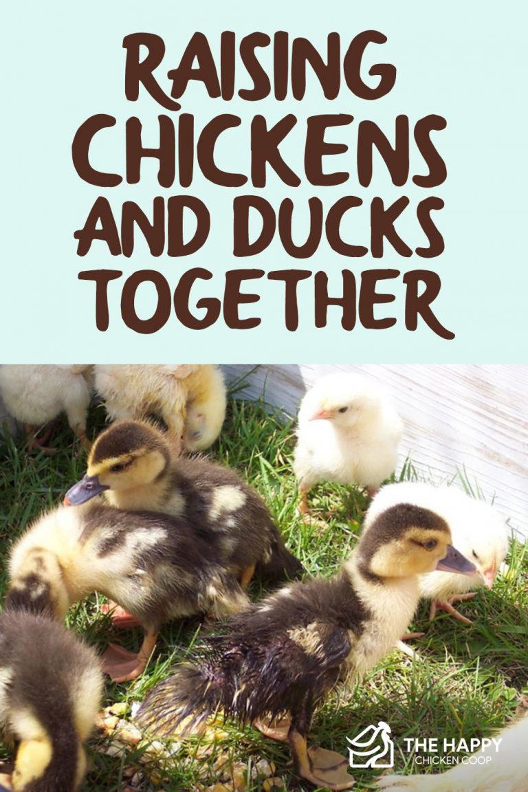 What You Should Know About Raising Chickens And Ducks Together