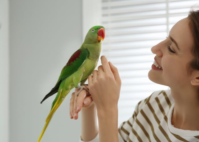 Socialization time with beginner bird owners