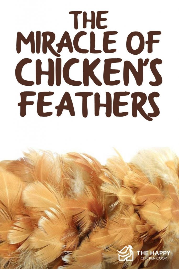 Chickens Feathers