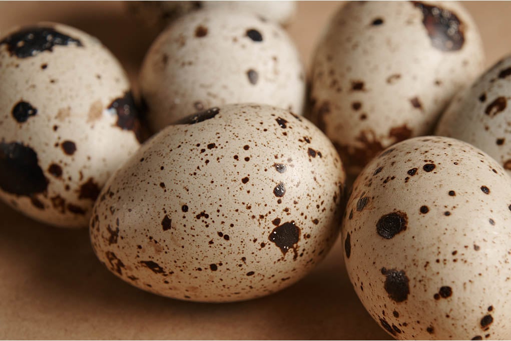 how to store quail eggs properly