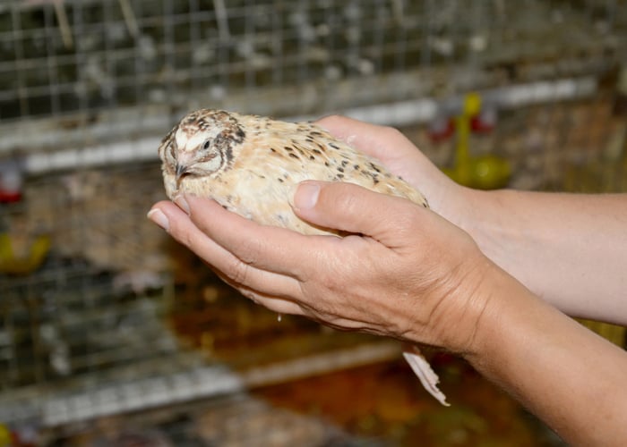 taking care of quails