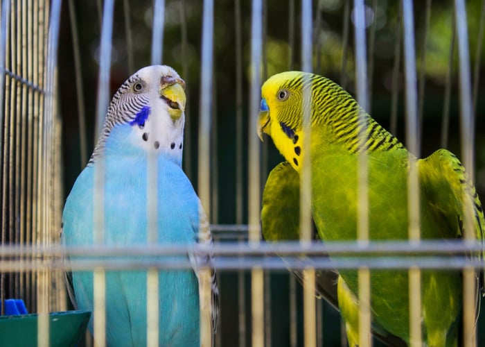 How to choose a bird cage