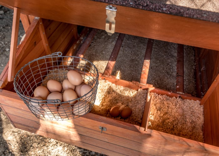types of Chicken nesting boxes