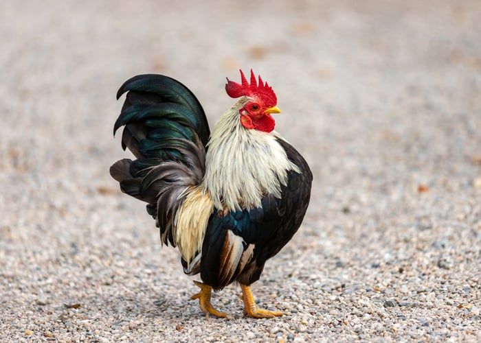 Old English Game Bantams