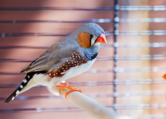 A budget-friendly Finch pet in a cage