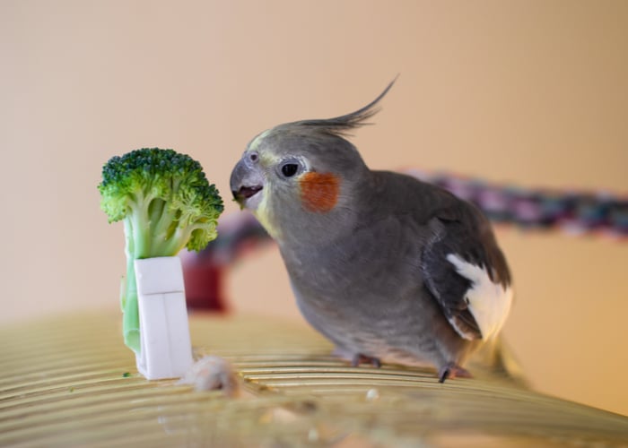 bird food requirements