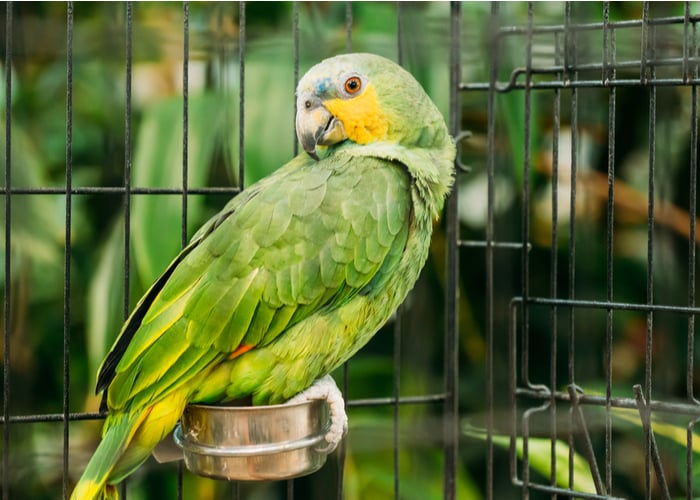 Green bird on an enclosure