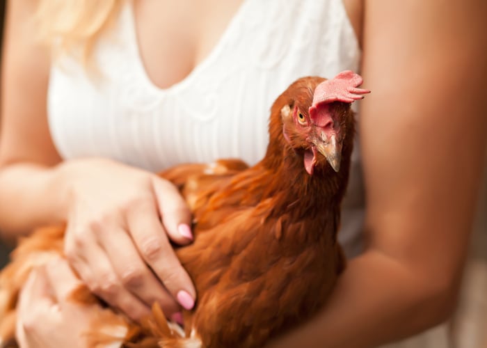 lap chicken