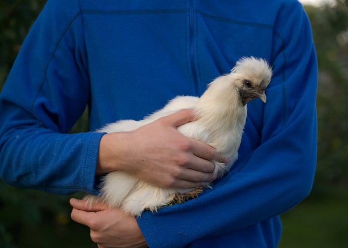 Top 8 Lap Chicken Breeds The Happy Chicken Coop