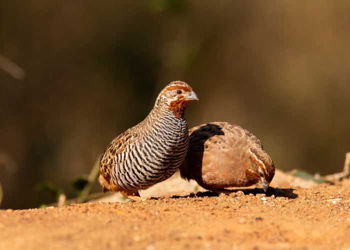 Quails Usually Feed On