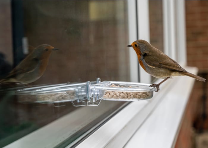 best pet bird feed