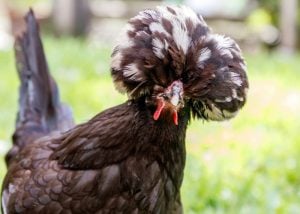 lap chicken Polish Chicken