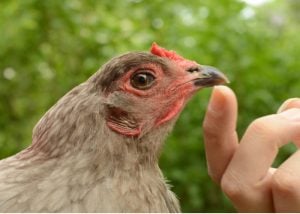lap chicken Easter Egger