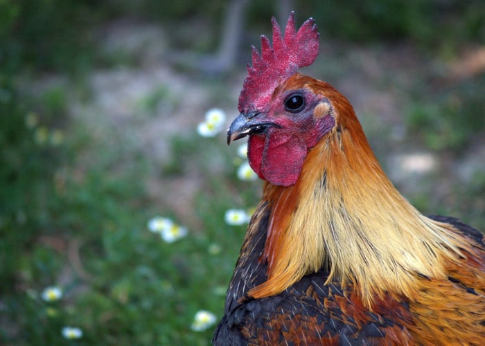 Old English Game Chicken Breed