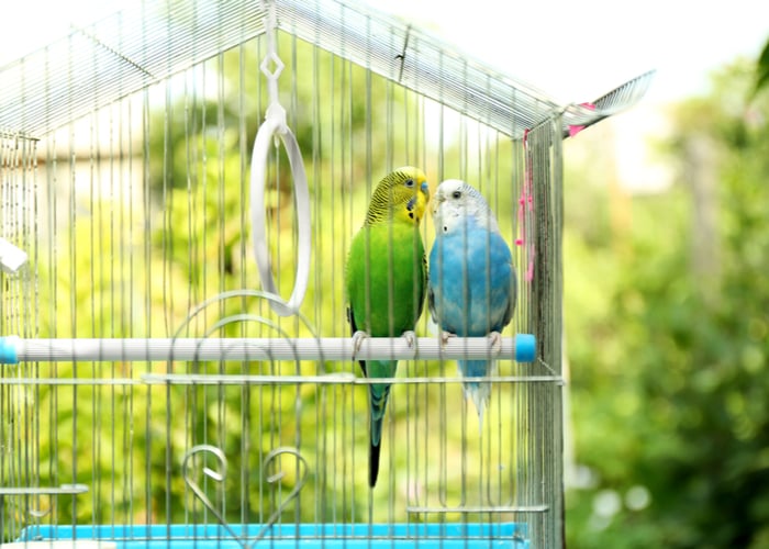 Parts of bird cages