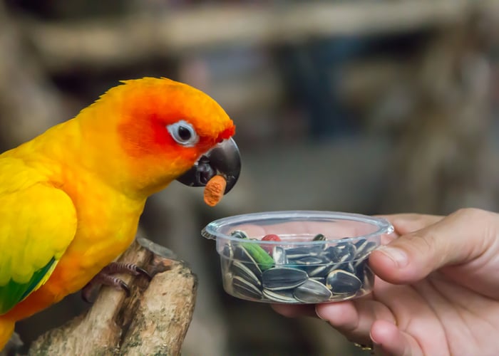 What pet bird feed should you choose