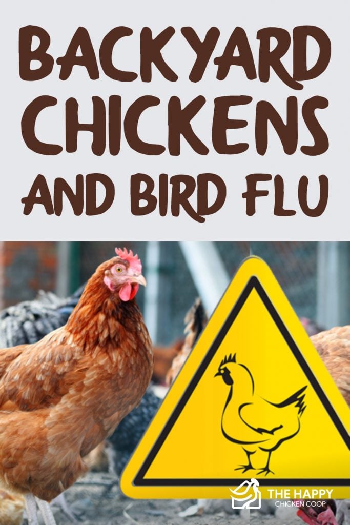 Backyard Chickens and Bird Flu