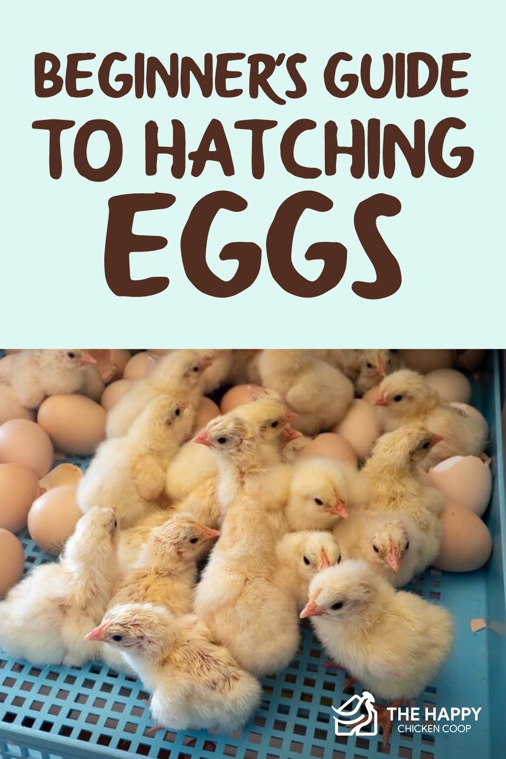 Guide To Hatching Eggs