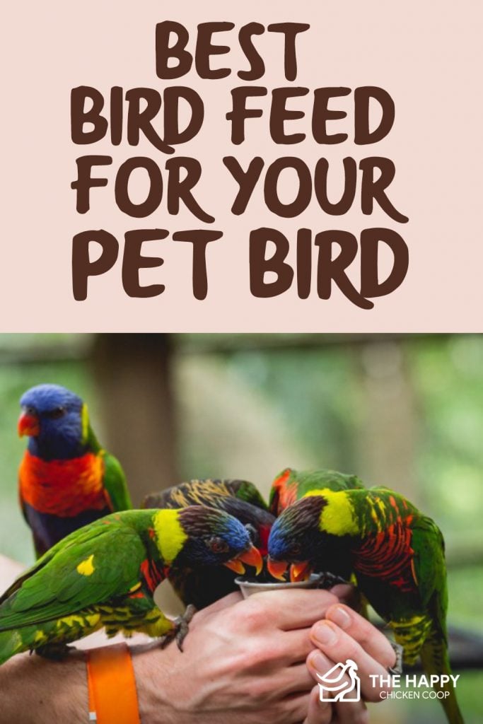 Best Bird Feed for Your Pet Bird