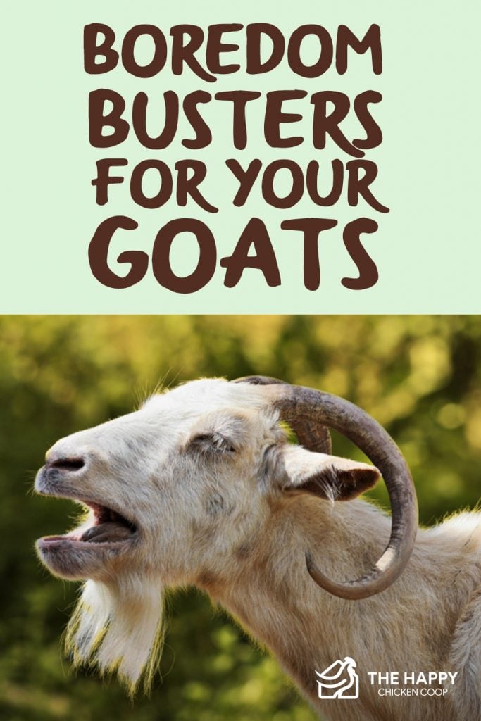 Boredom Busters for Your Goats