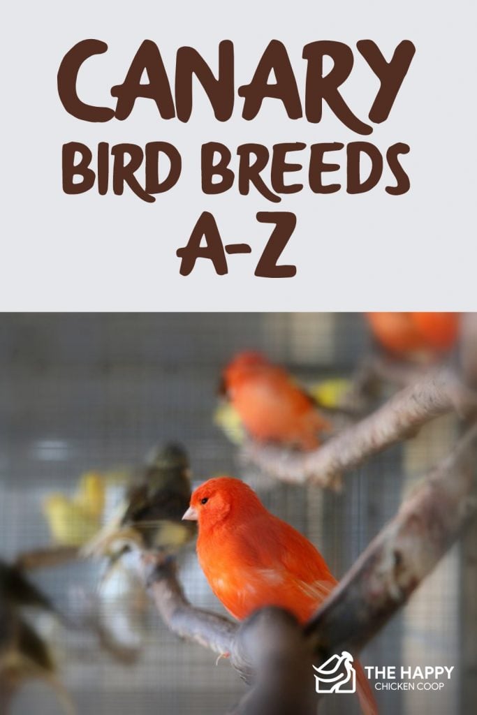 Canary Bird Breeds