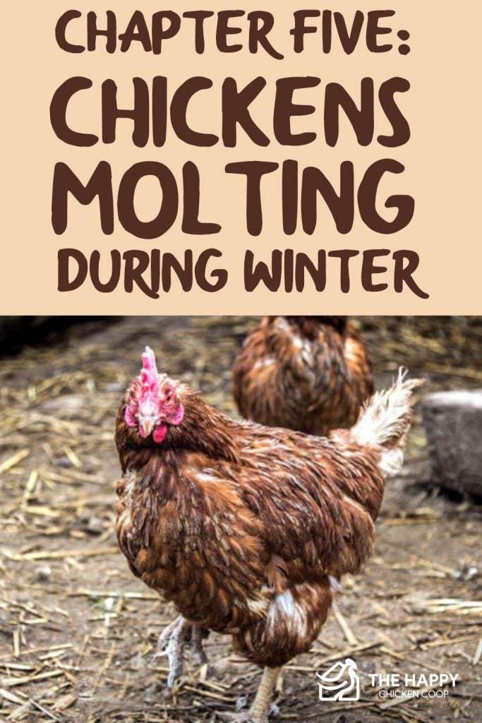 Chickens Molting 