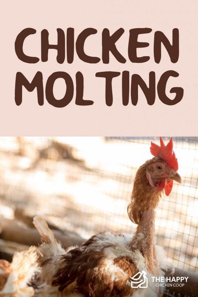 Chicken Molting