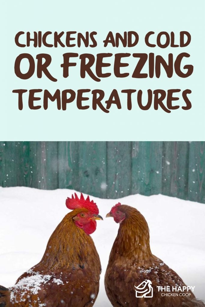 Chickens And Cold or Freezing Temperatures 