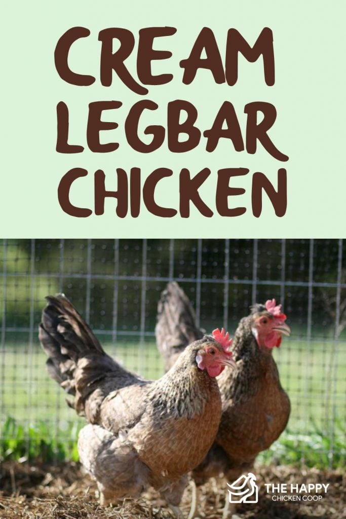 Cream Legbar Chicken