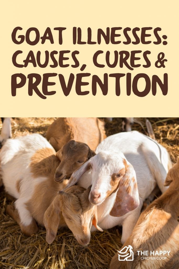 Goat Illnesses