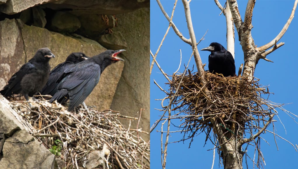 Nesting habits of ravens and crows