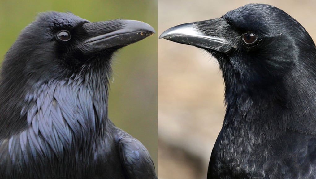 Raven vs crow's neck and beak