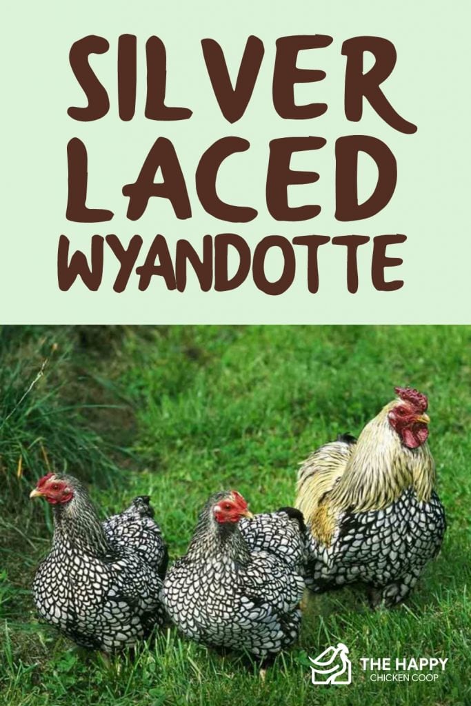 Silver Laced Wyandotte