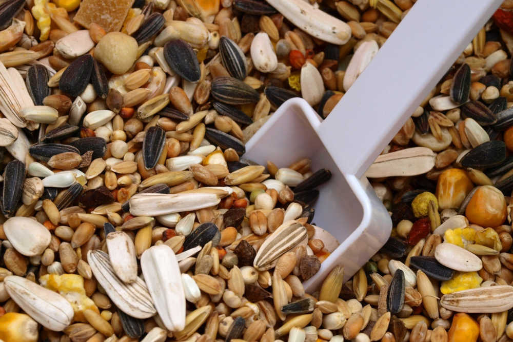 What Food Should Your Bird Avoid bird pellets