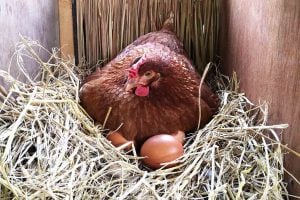 chicken nesting boxes