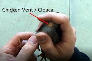 chicken vent