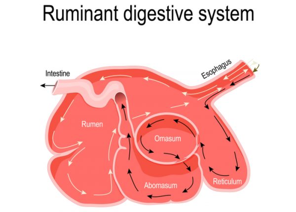 Goat Bloating - Causes, Symptoms, Treatment and Prevention