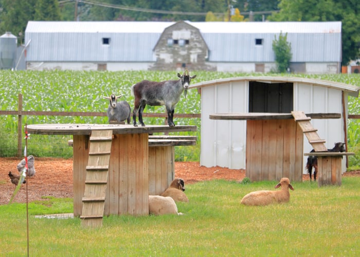 boredom buster for your goats - playground